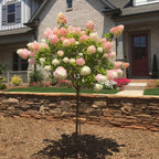 Brighter Blooms Vanilla Strawberry Hydrangea Tree, 4-5 ft