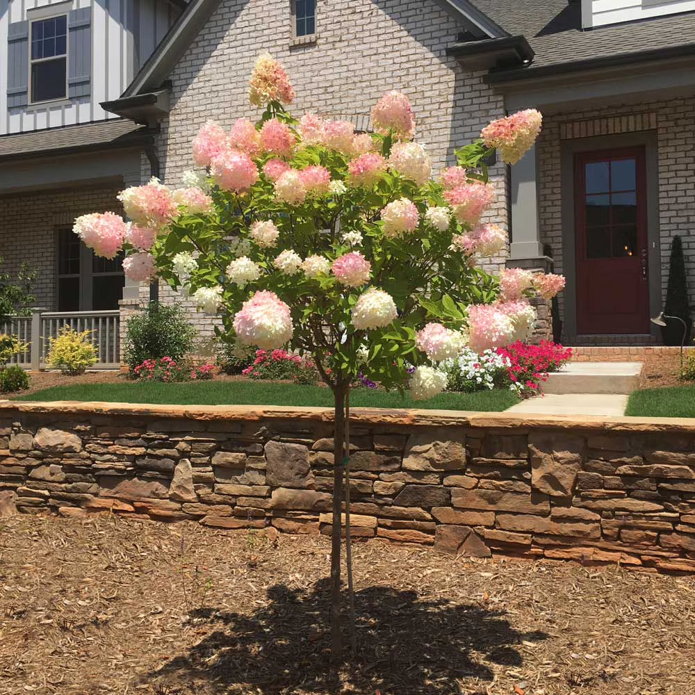 Brighter Blooms Vanilla Strawberry Hydrangea Tree, 4-5 ft