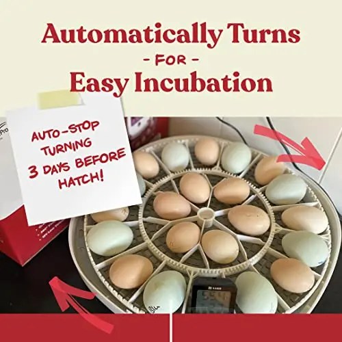 Harris Farms Egg Incubator For Hatching Chicks, Holds 22 Eggs - Nurture Right