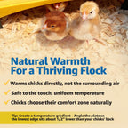 Brinsea Ecoglow Safety 600 Chick or Duckling Brooder, Up to 20 Chicks