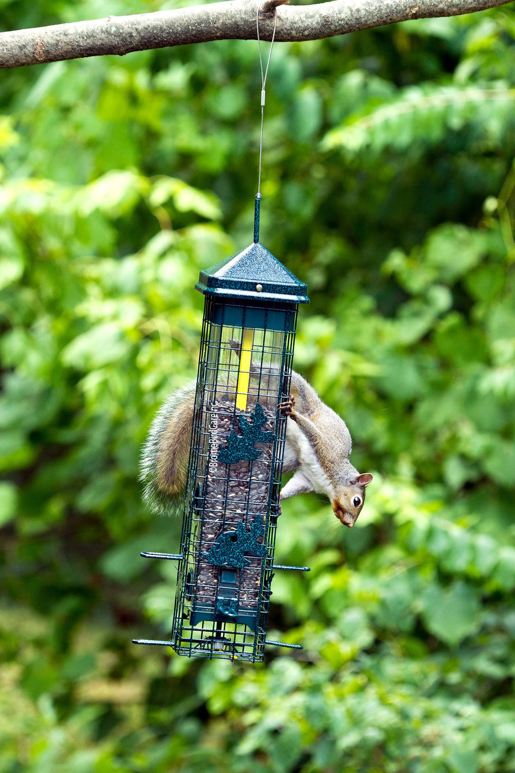 Squirrel Solution200 Squirrel-proof Bird Feeder w/6 Feeding Ports, 3.4-pound Seed Capacity, Free Seed Funnel