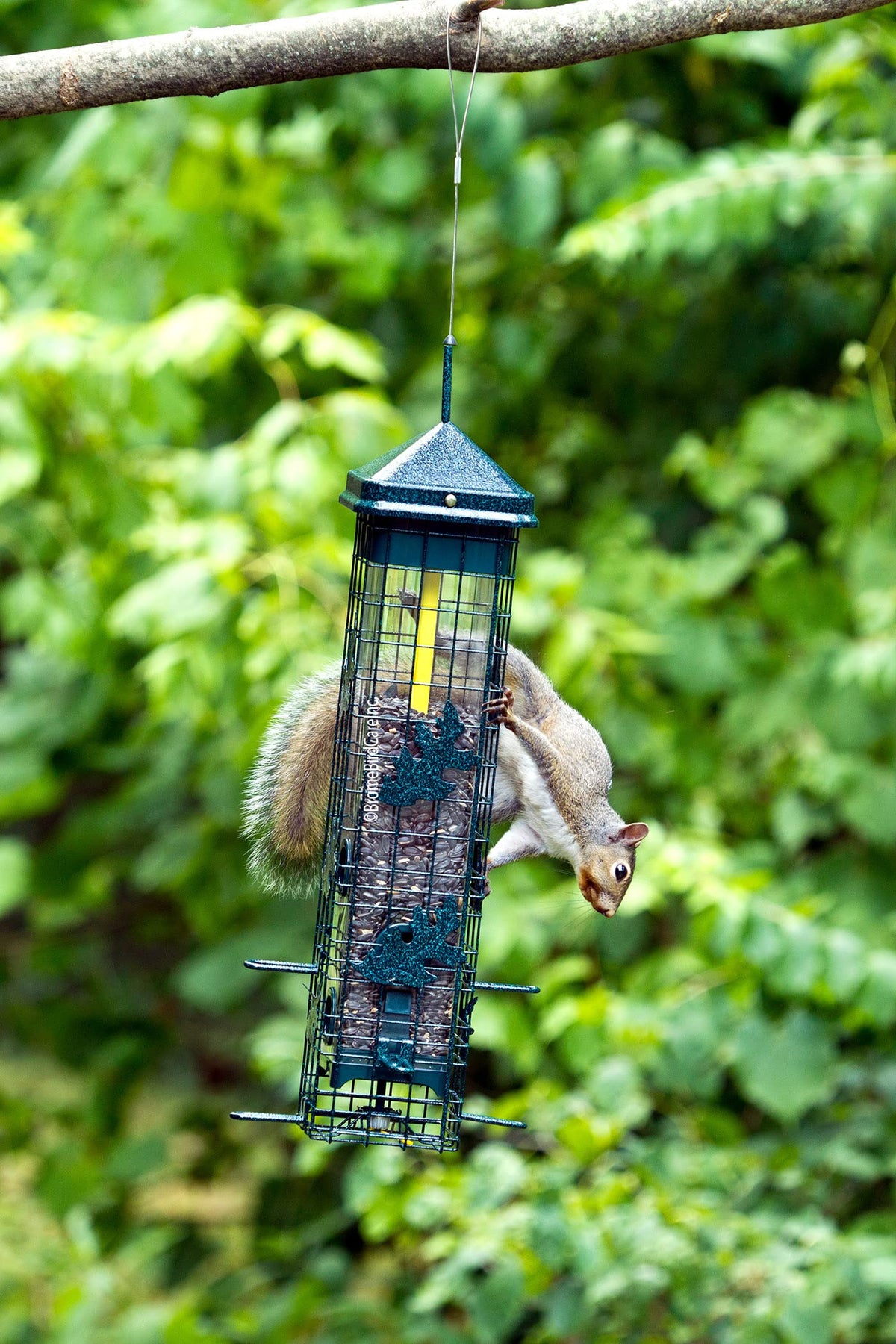 Squirrel Solution200 Squirrel-proof Bird Feeder w/6 Feeding Ports, 3.4-pound Seed Capacity, Free Seed Funnel